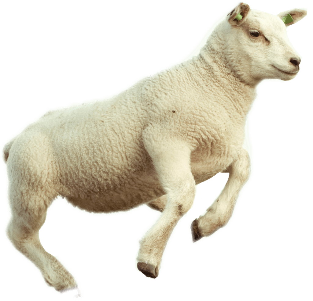 Lamb sticker jumping sheep clipart large size image pi