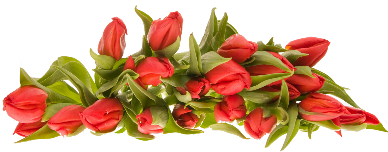 Tulip bouquet of flowers image for clipart