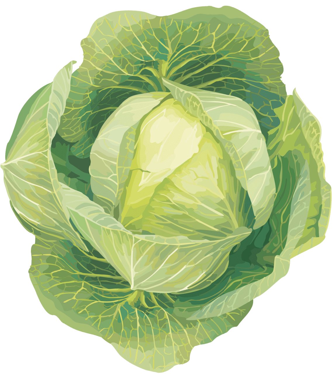 Vegetable cabbage image for clipart