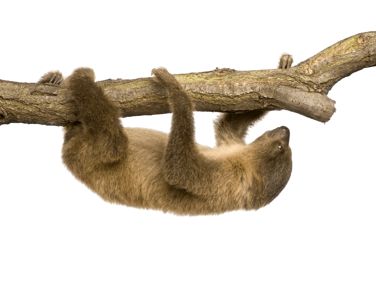 Sloth image size clipart 4