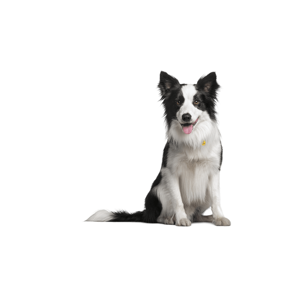 Dog black and white border collie images hd photo clipart