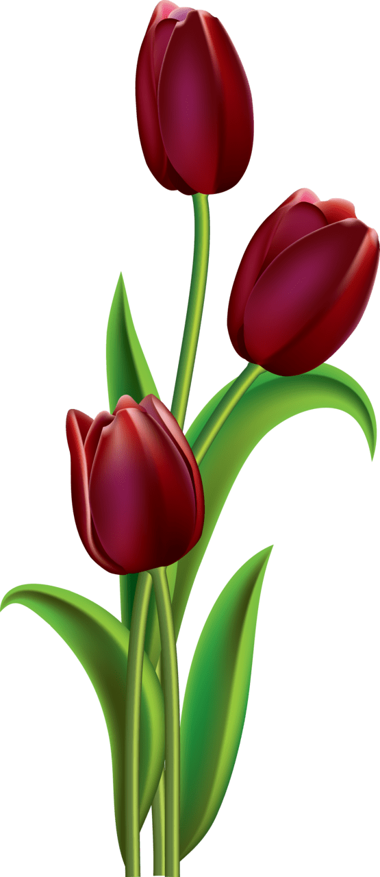 Tulip page clipart picture