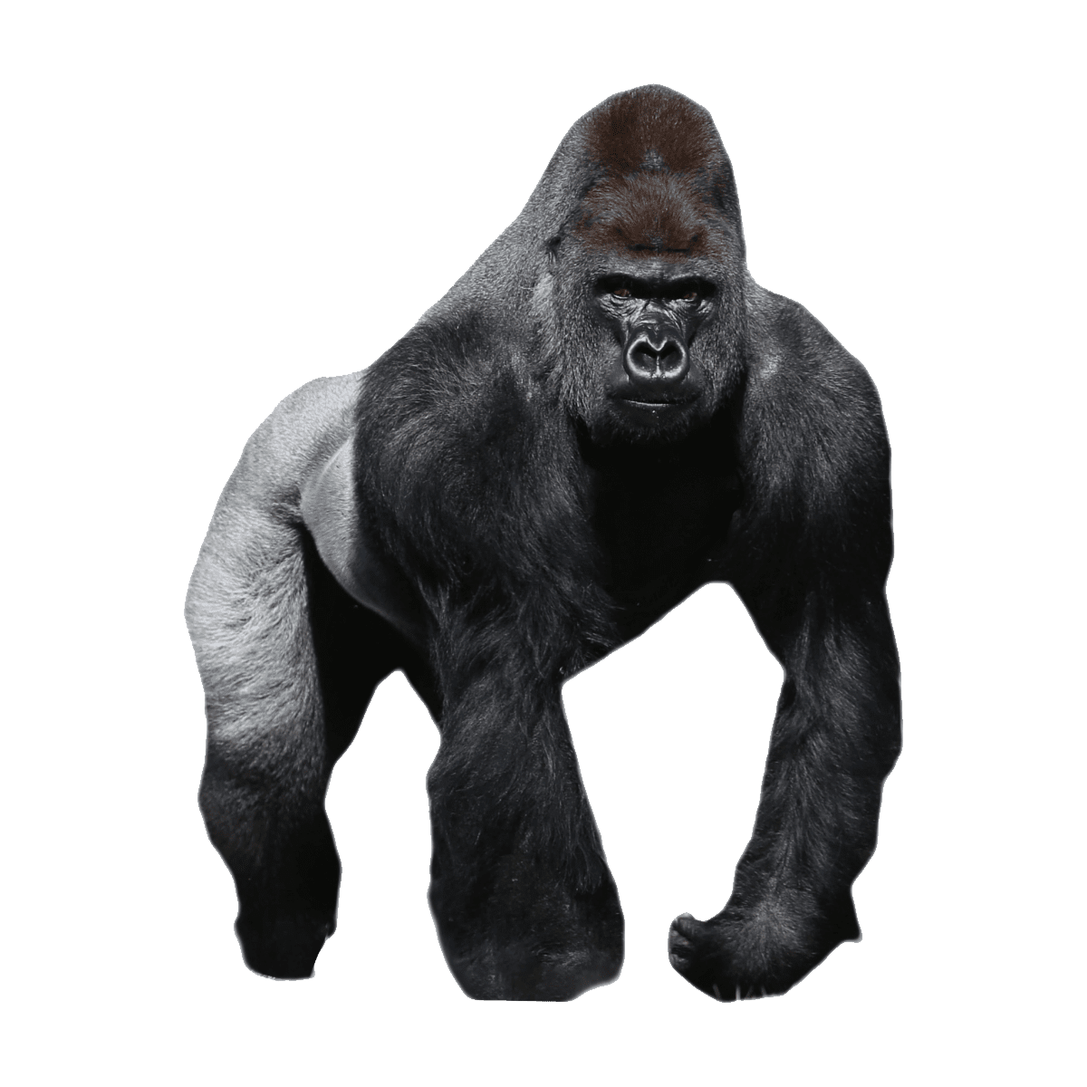 Eastern lowland gorilla images hd photo clipart