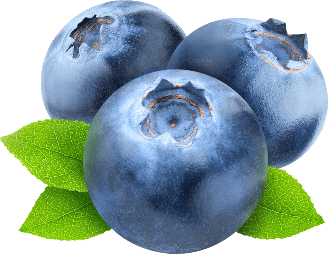 Blueberry blueberries image size clipart