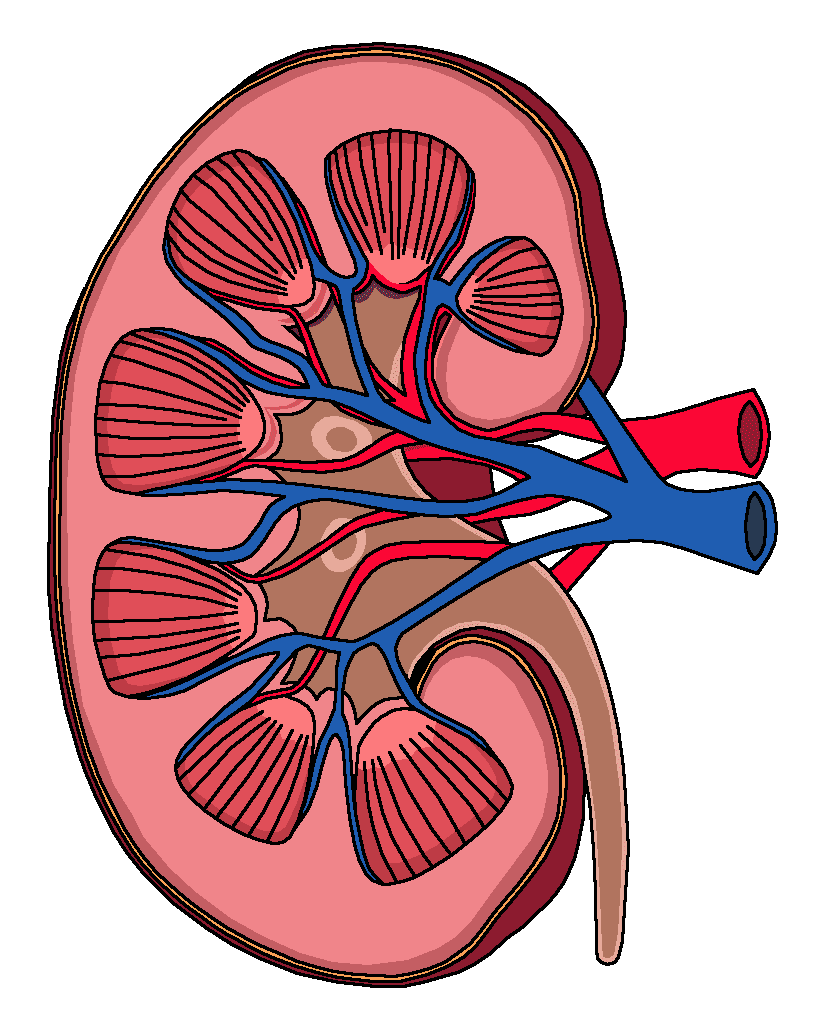 Lungs ledvina biology drawing sticker design inspiration medical school stuff clipart clip art