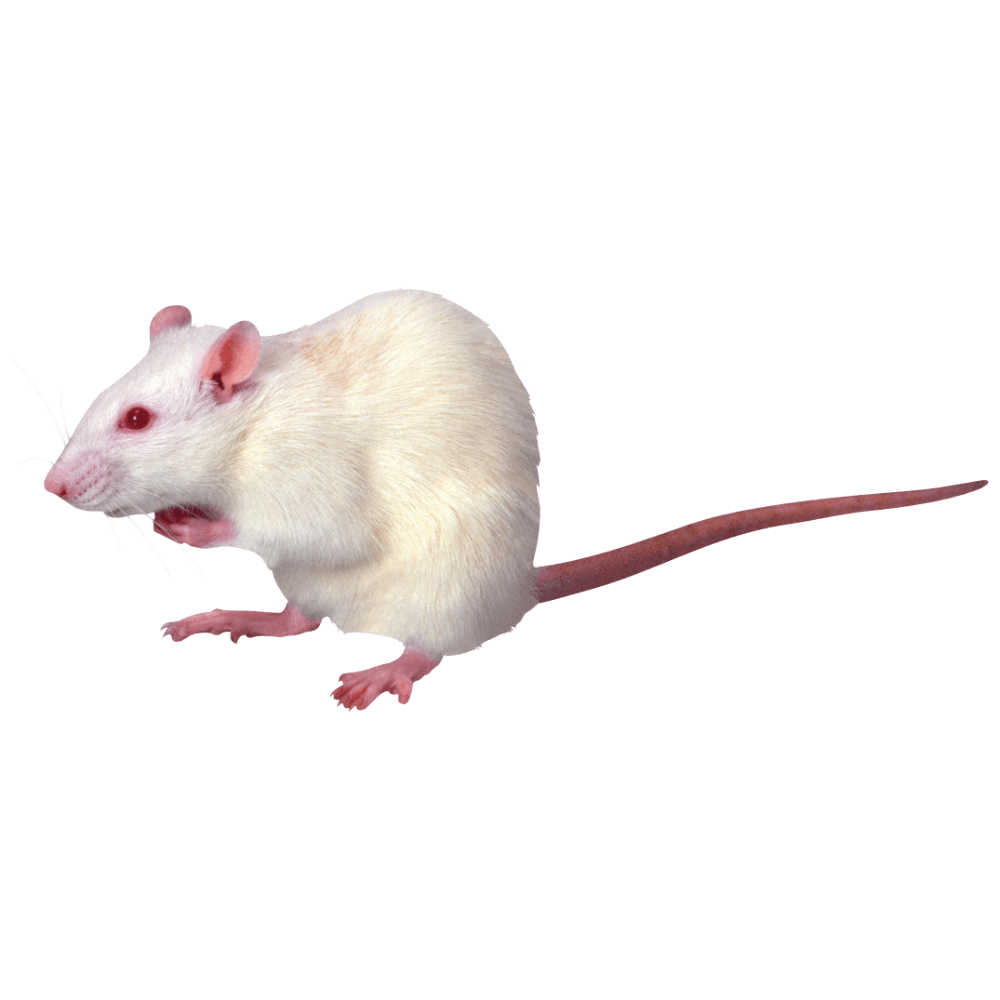 Rat images hd photo clipart 2