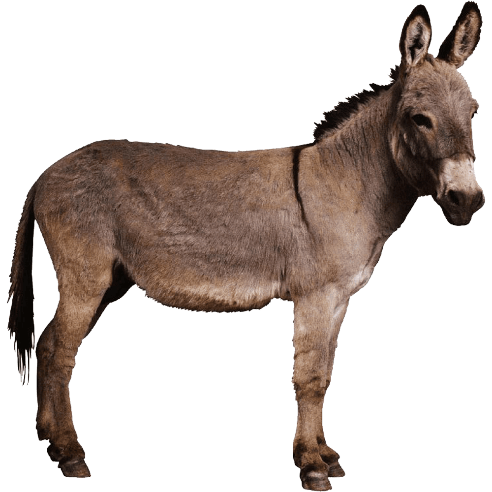 Donkey images hd photo clipart 3