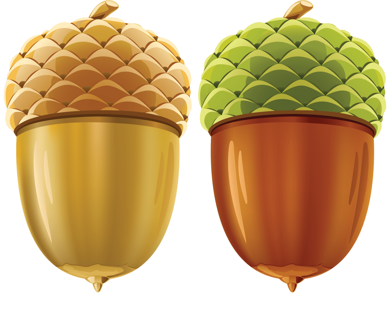 Acorn image cc library clipart