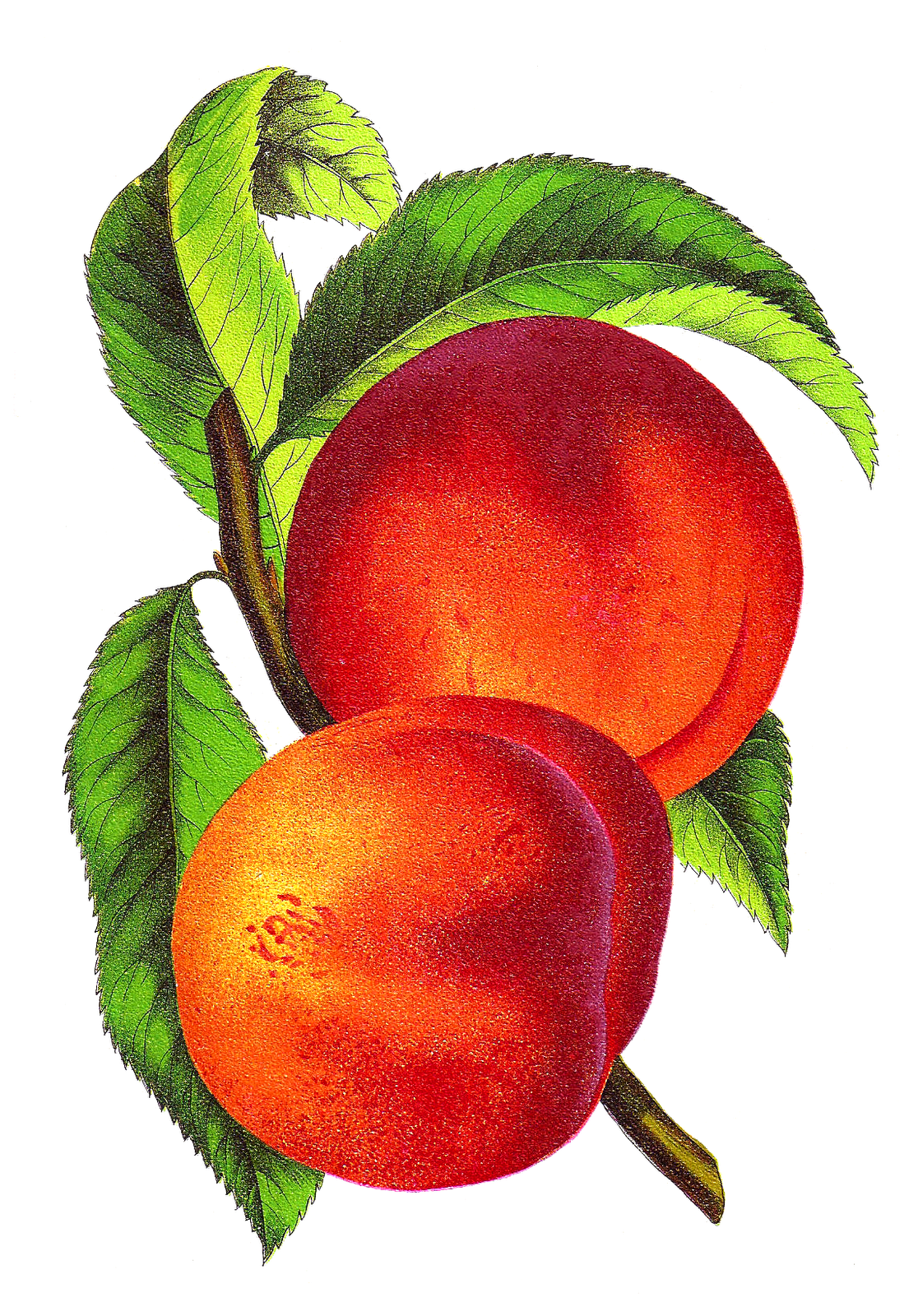 Vintage peach clipart photo