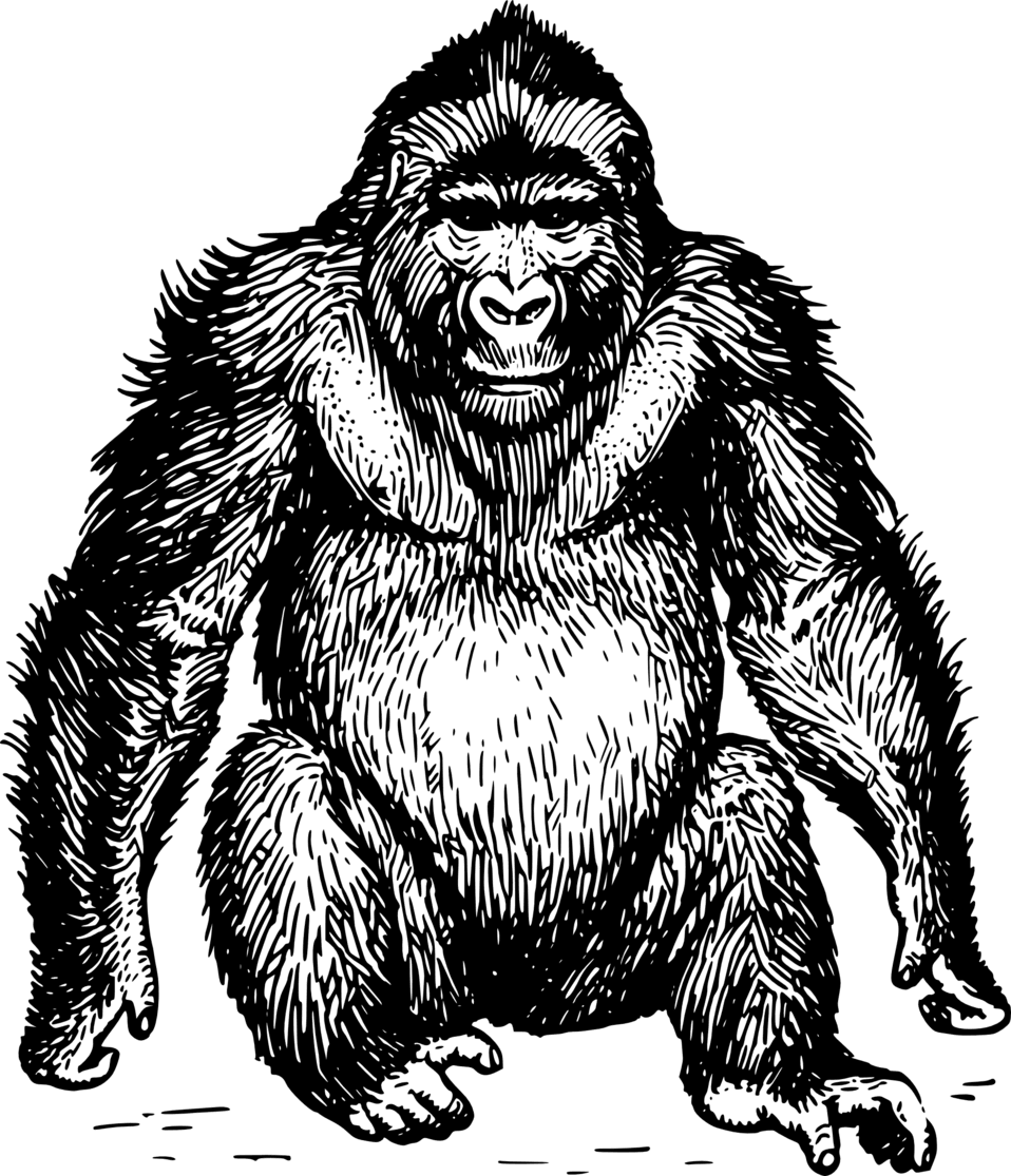 Gorilla clipart image ape id