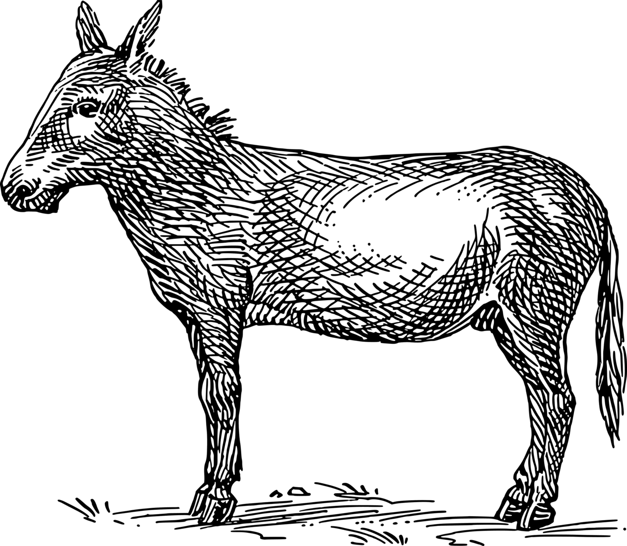 Donkey clipart photo