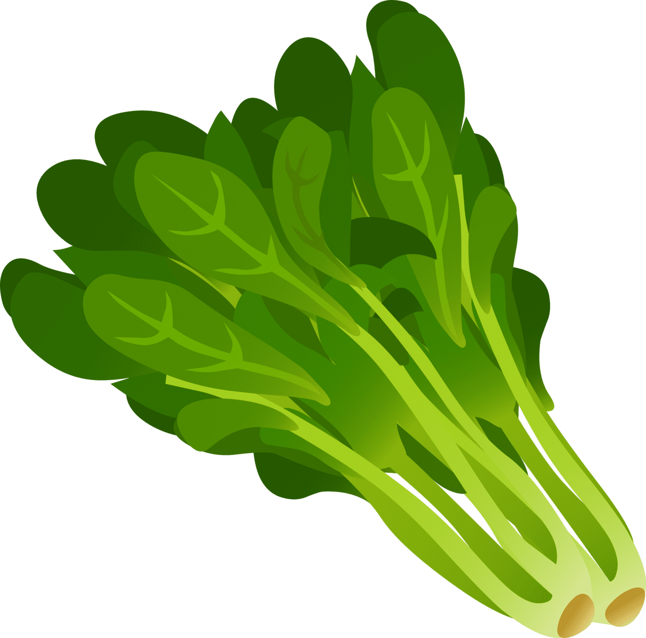 Vegetable food spinach clipart clip art