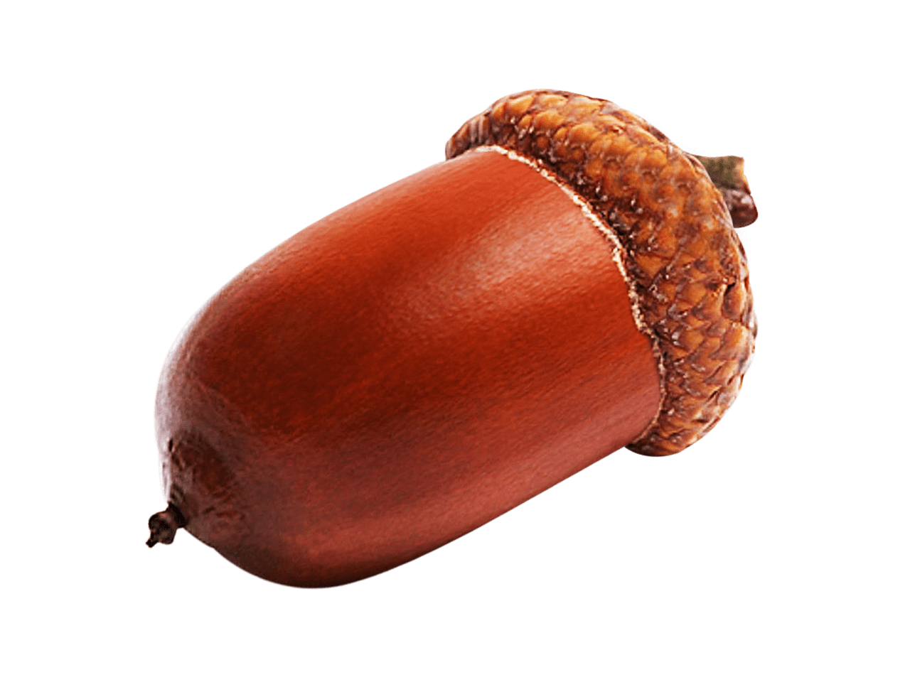 Acorn clipart nature element autumn symbol vector