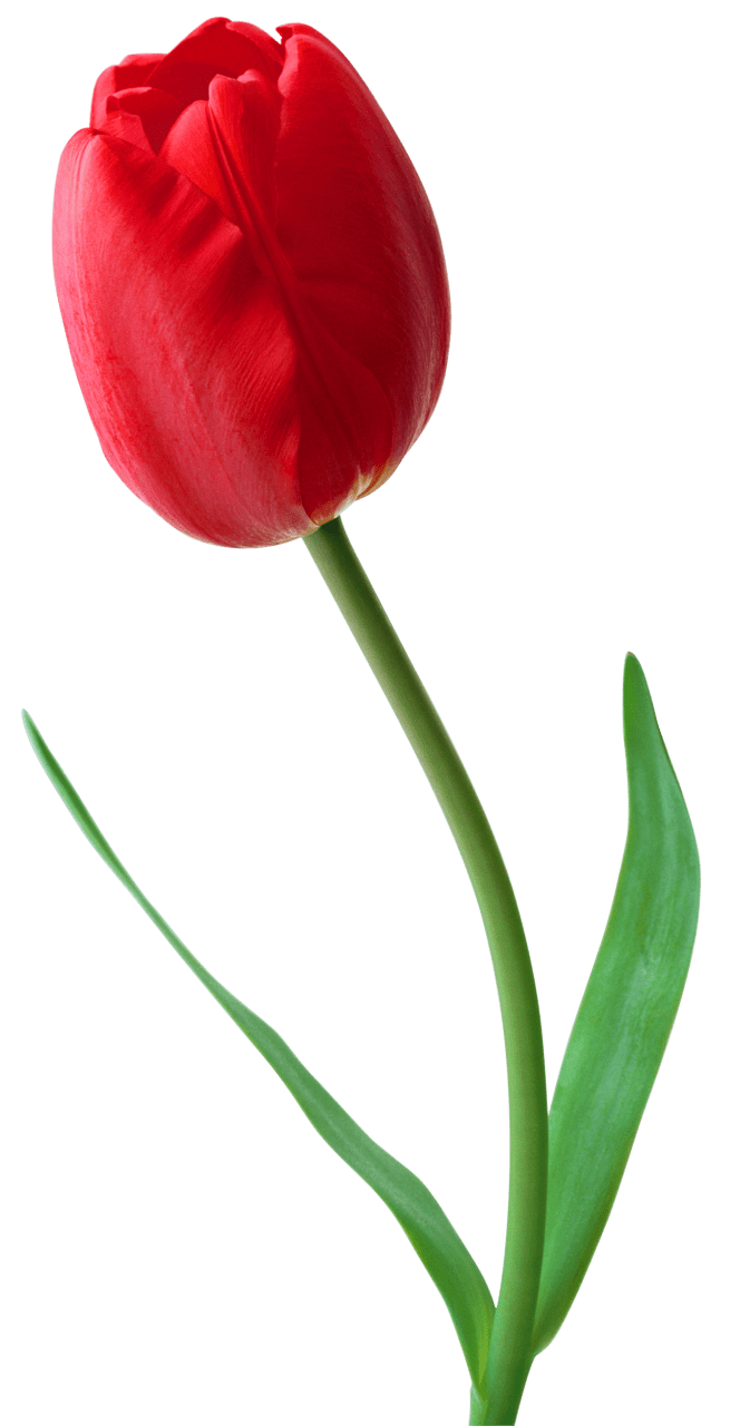 Large red tulip clipart logo