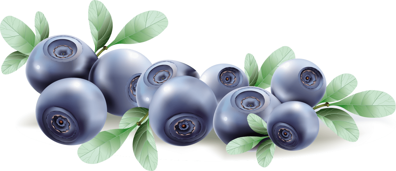 Blueberry drawing clipart photo