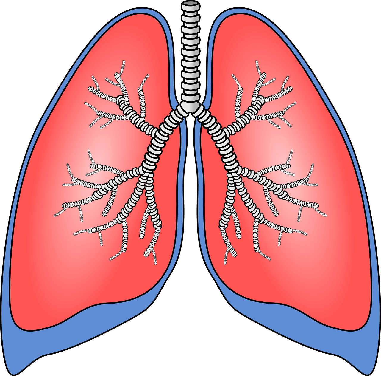 Lungs human lung images clipart