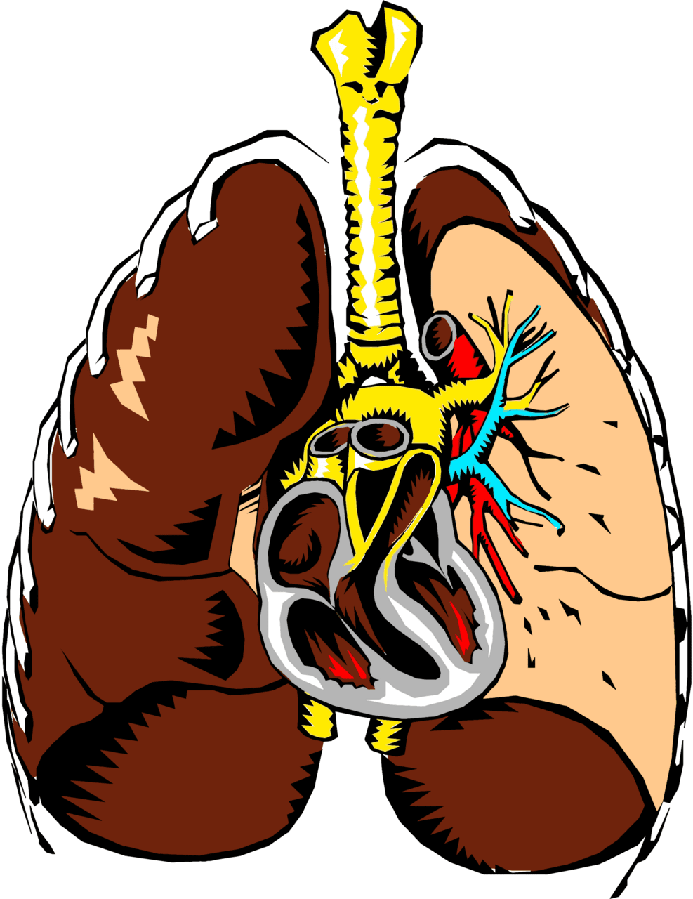 Lungs cross section vector clipart image photo cc images