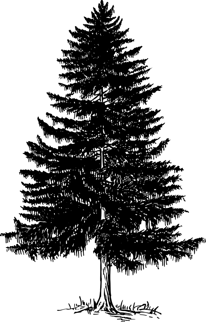 Pine tree fir black and white clipart vector