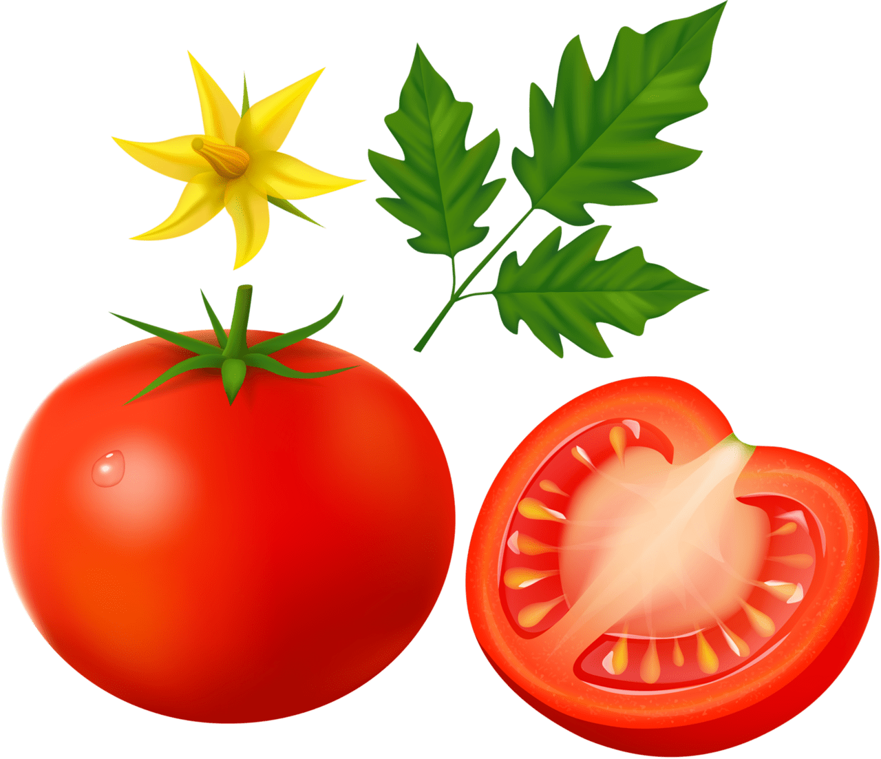 Tomato clipart clip art