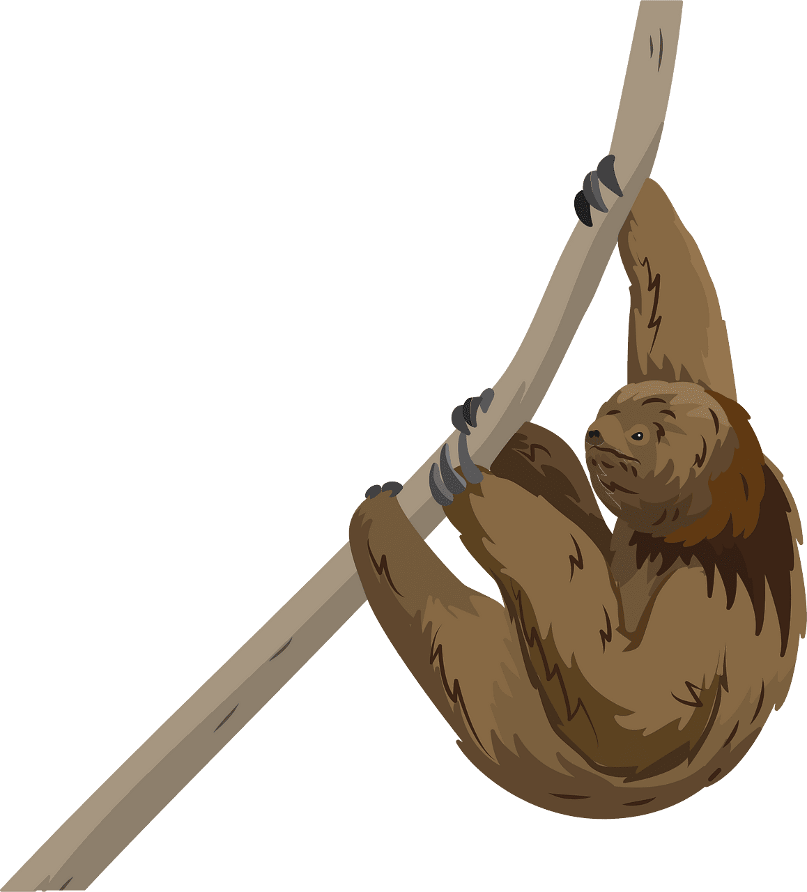 Sloth clipart images 2