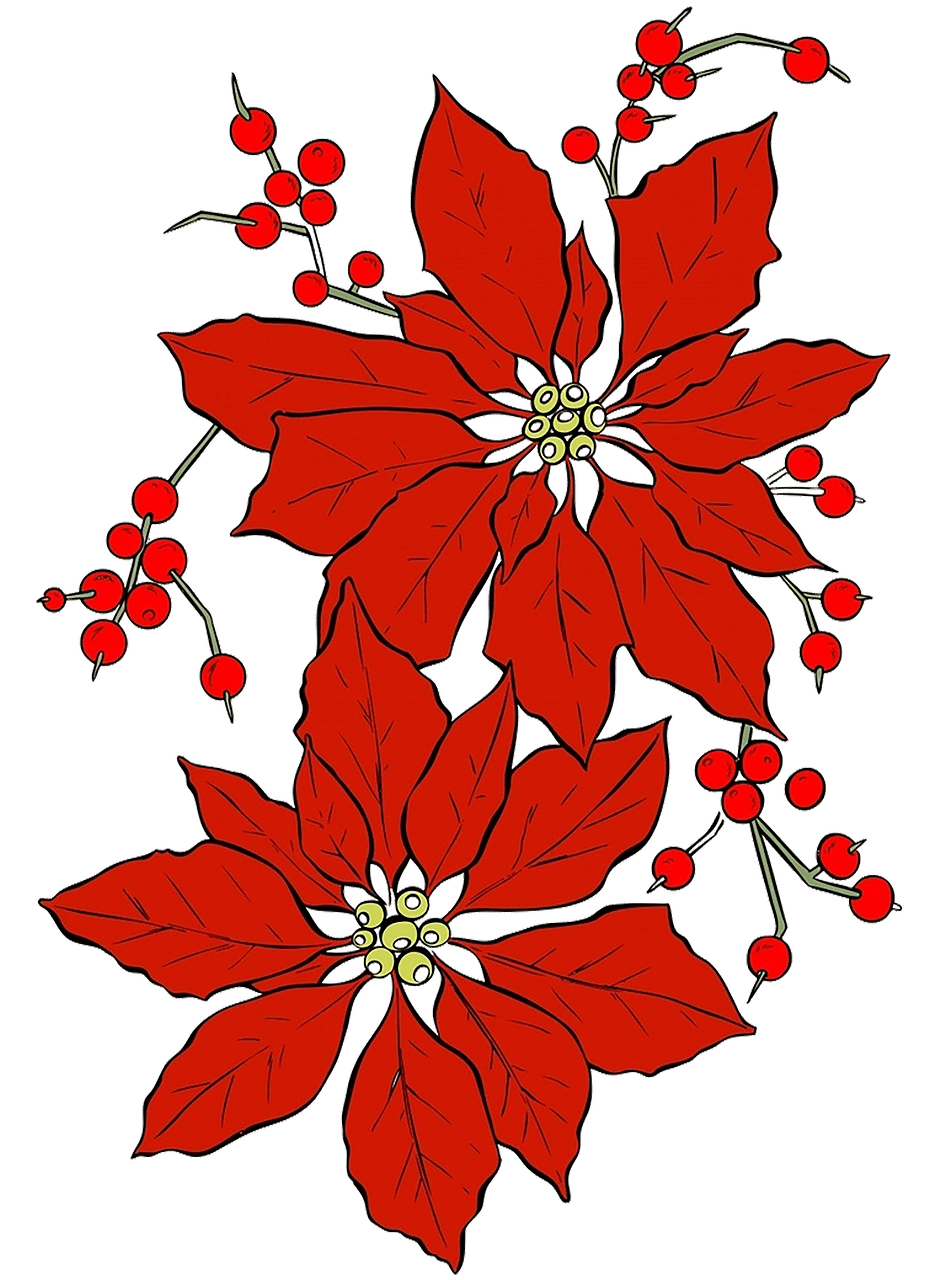 Poinsettia poinsecja bo narodzenie czerwony darmowy obraz na pixabay clipart vector