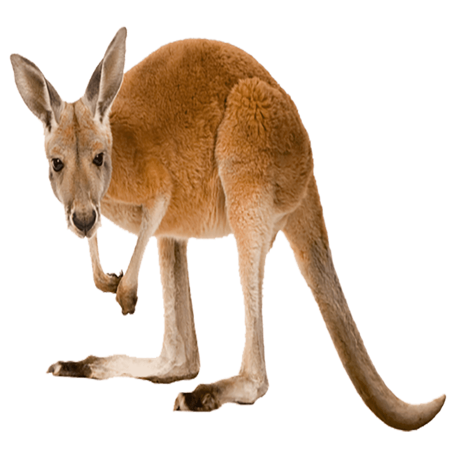 Kangaroo images hd photo clipart