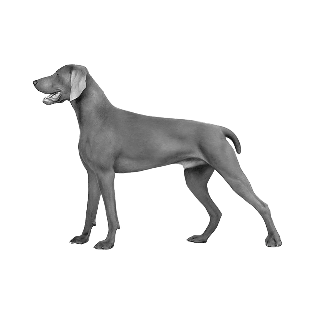 Dog black and white weimaraner images hd photo clipart