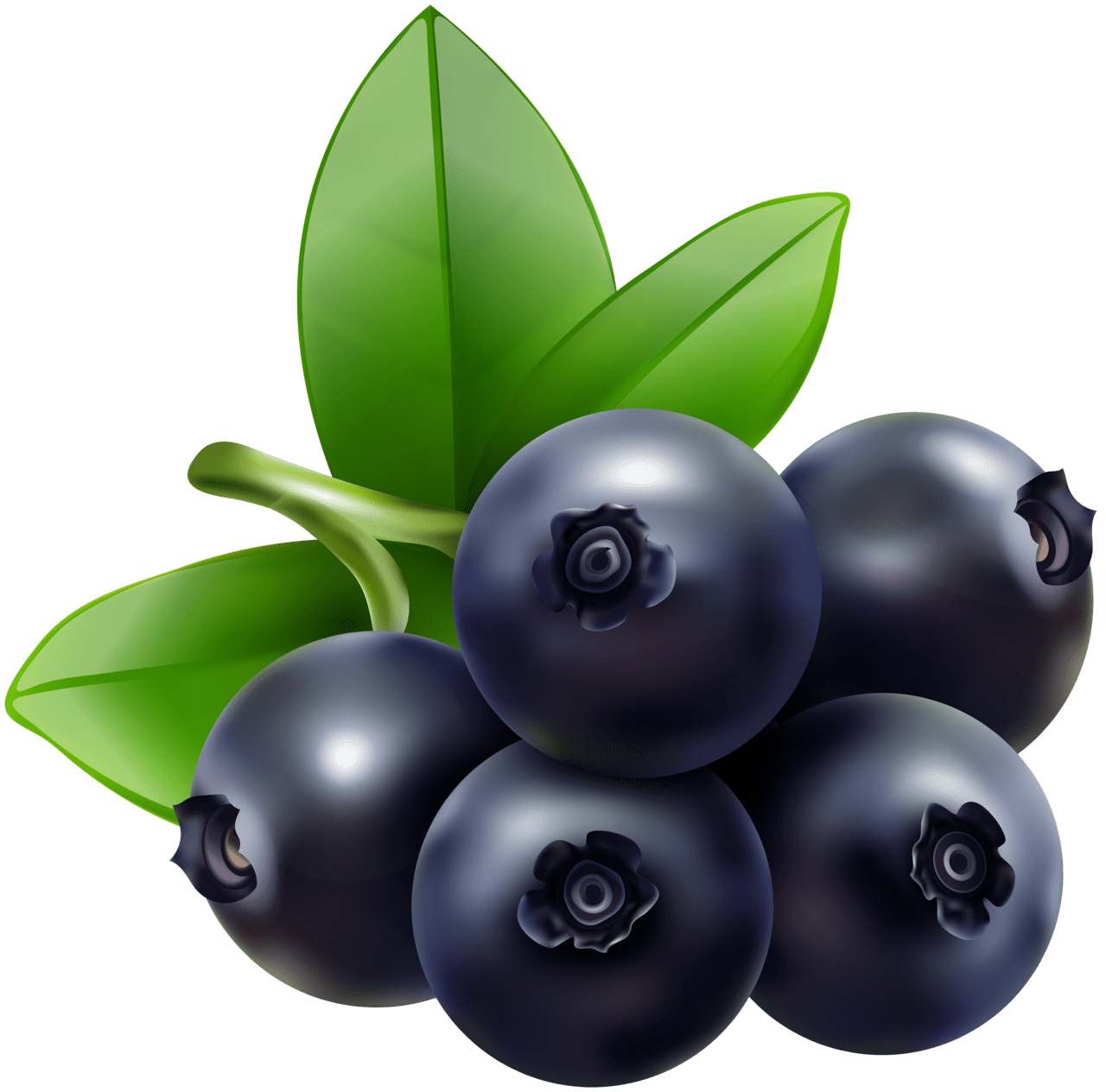 Blueberry all clipart logo