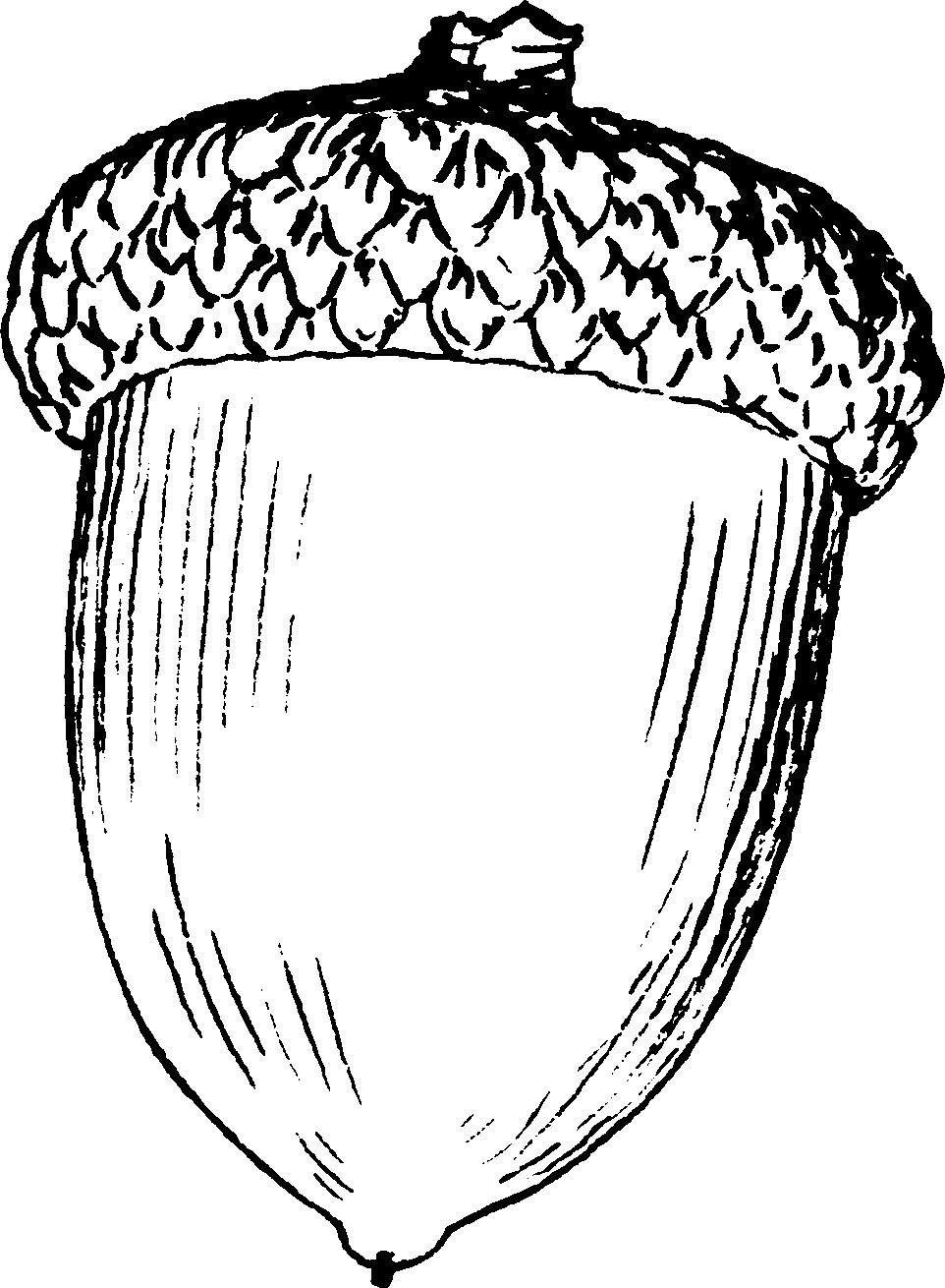 Acorn clipart black and white get coloring pages clip art