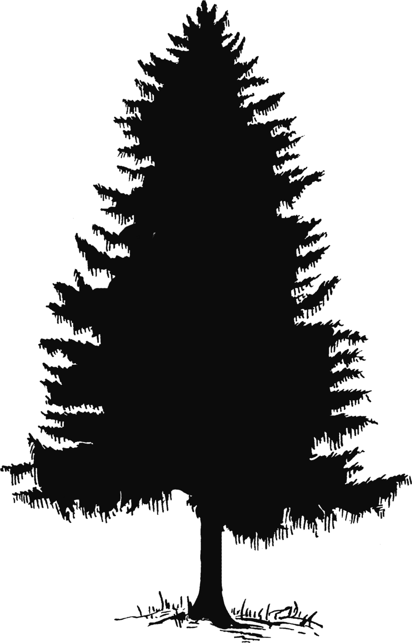 Pine tree silhouette and clipart cliparting background 2