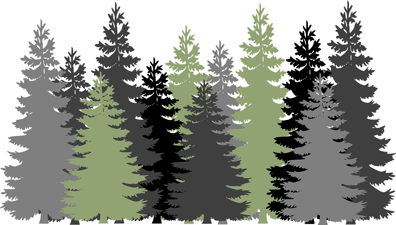 Pine tree forest trees evergreen vector graphic clipart