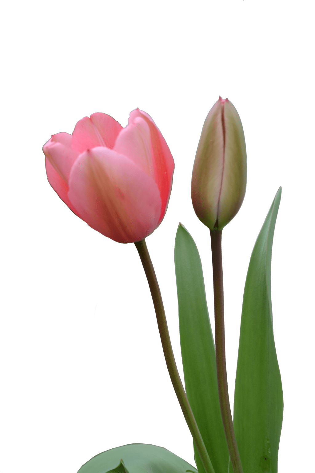 Tulip image with background clipart 6