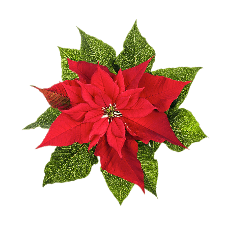 Poinsettia top view clipart vector