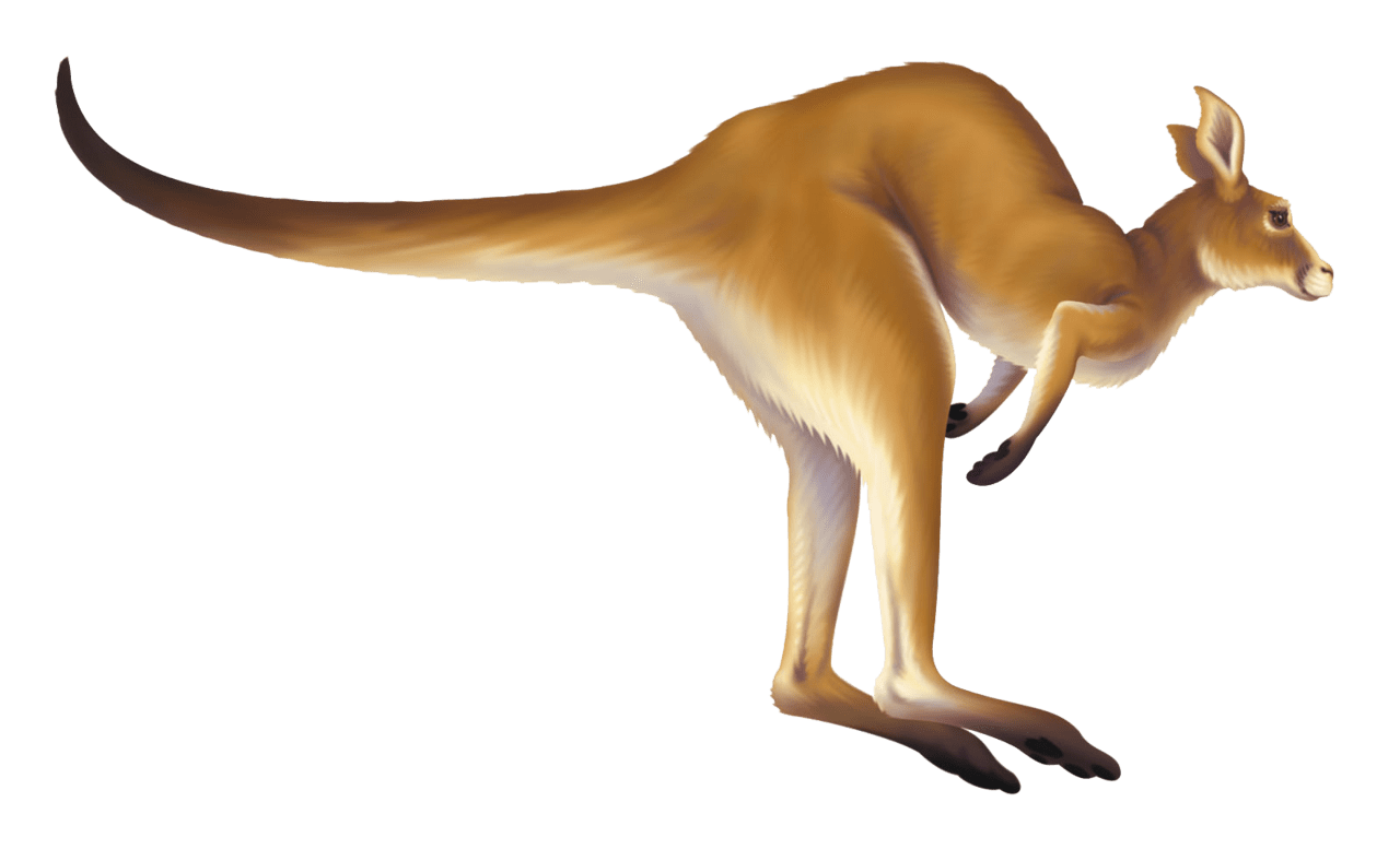 Kangaroo hq fre img clipart free