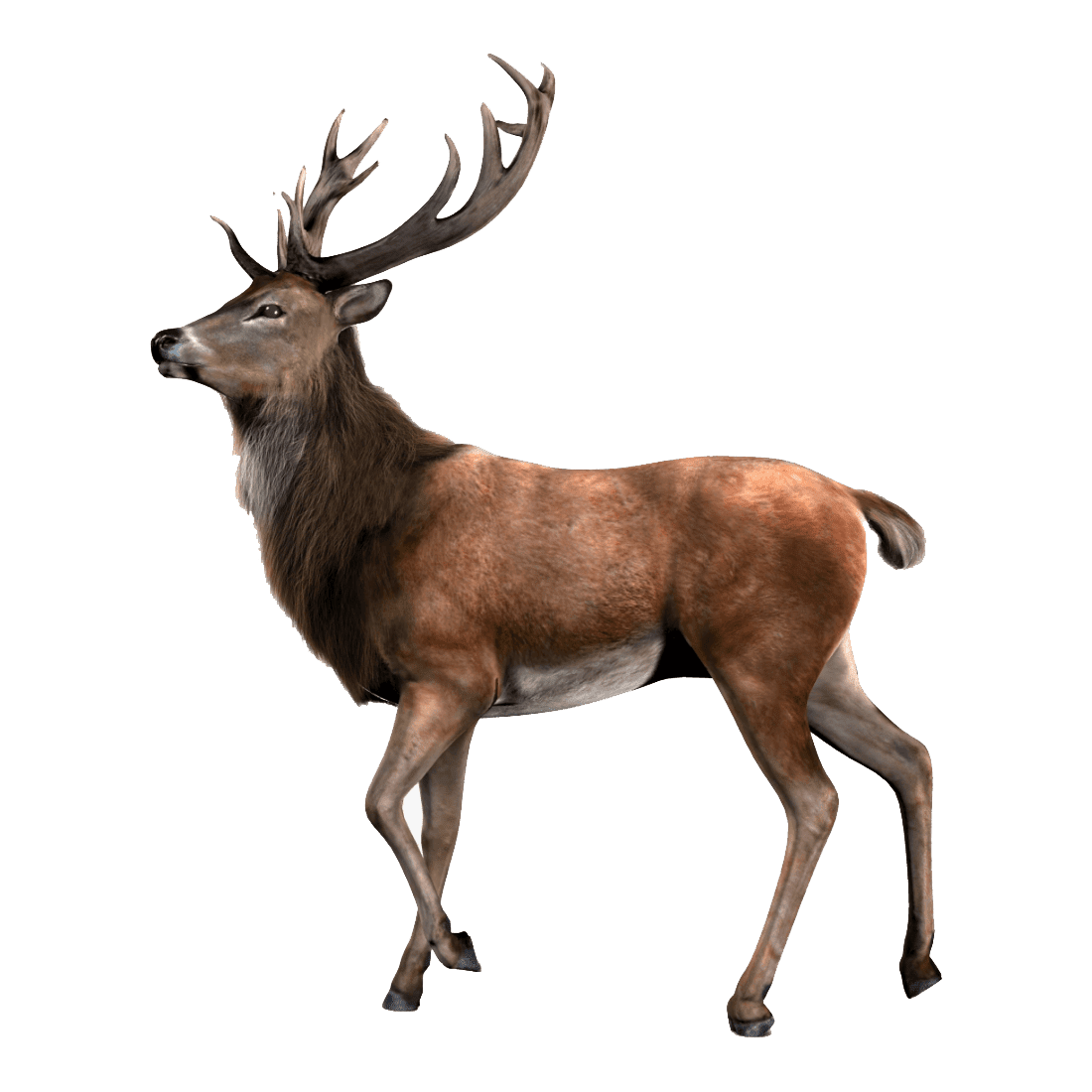 Moose elk imag hd photo clipart