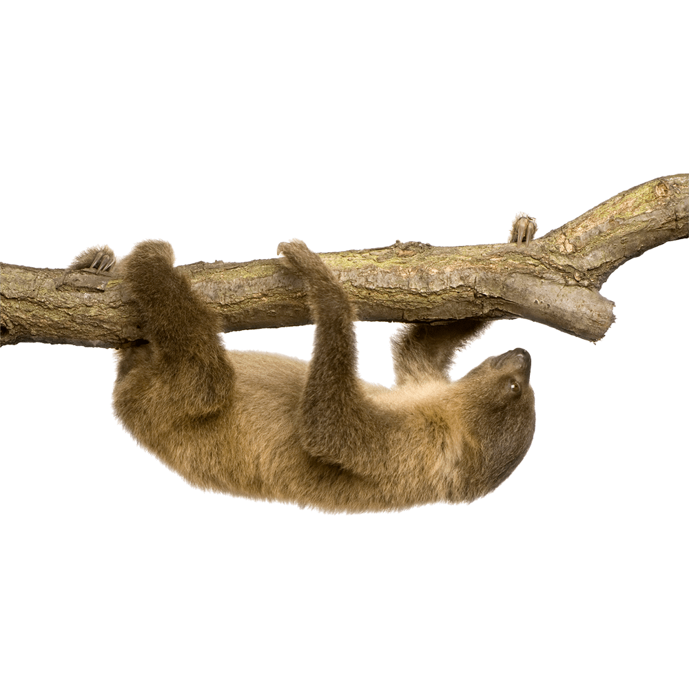 Sloth images ansparent hd photo clipart