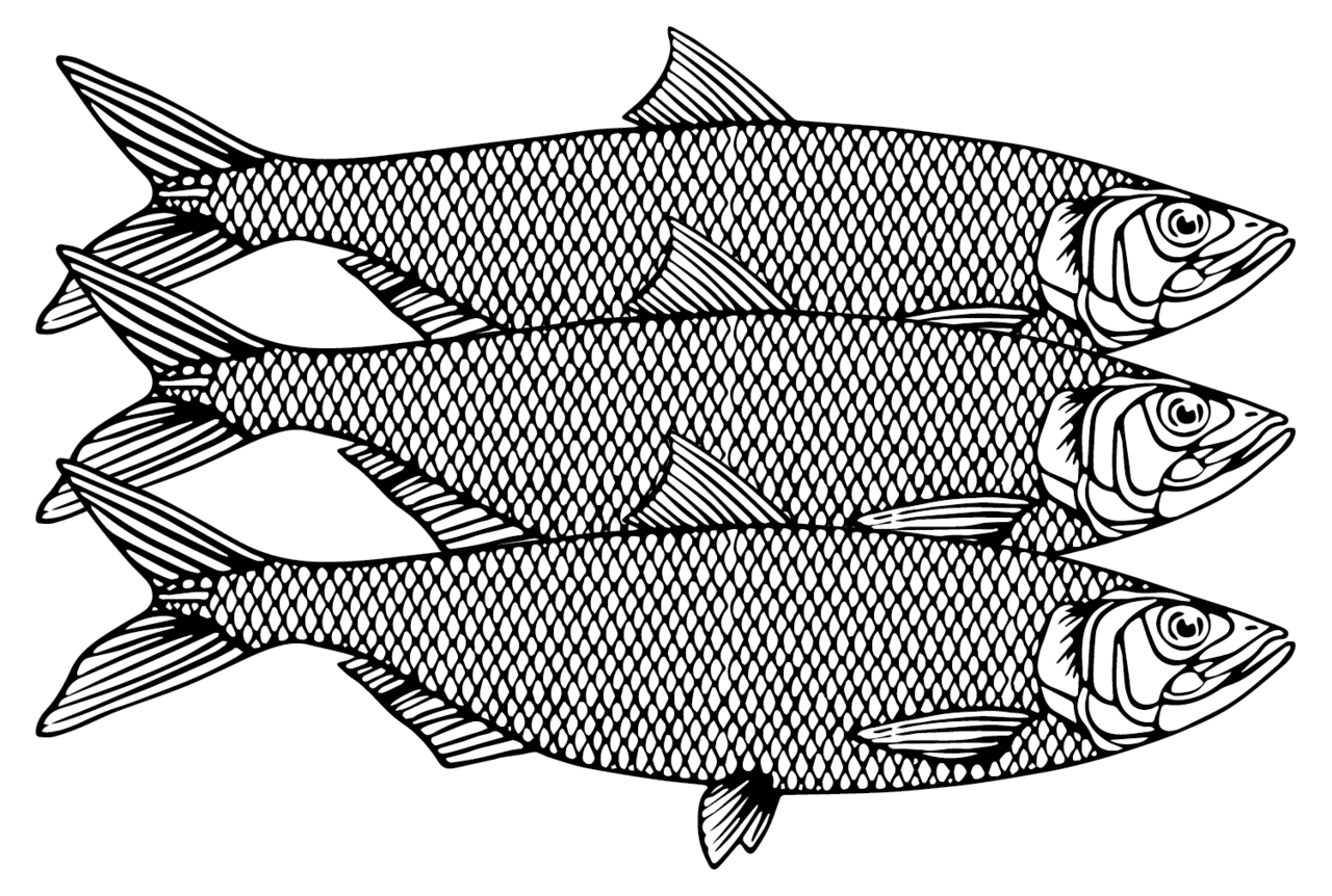 Fish black and white herrings coloring page printable pages clipart photo