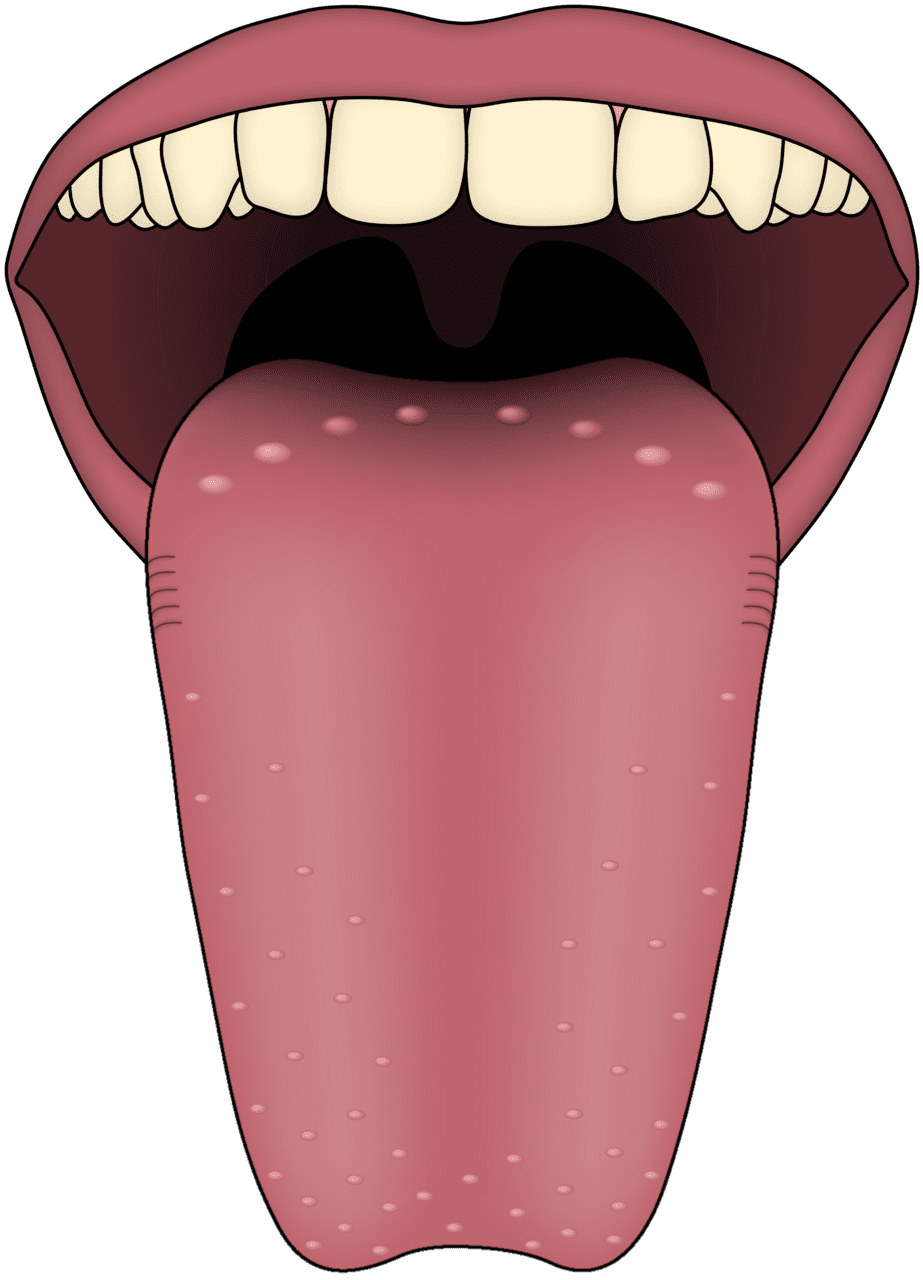 Mouth human tongue clipart background