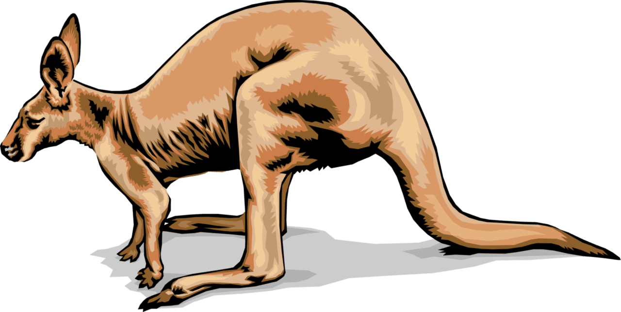 Australian kangaroo vector image clipart