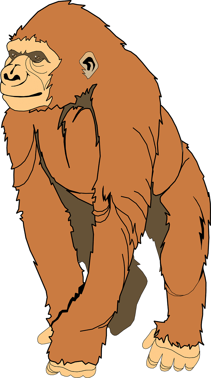 Gorilla explore ape now clipart picture