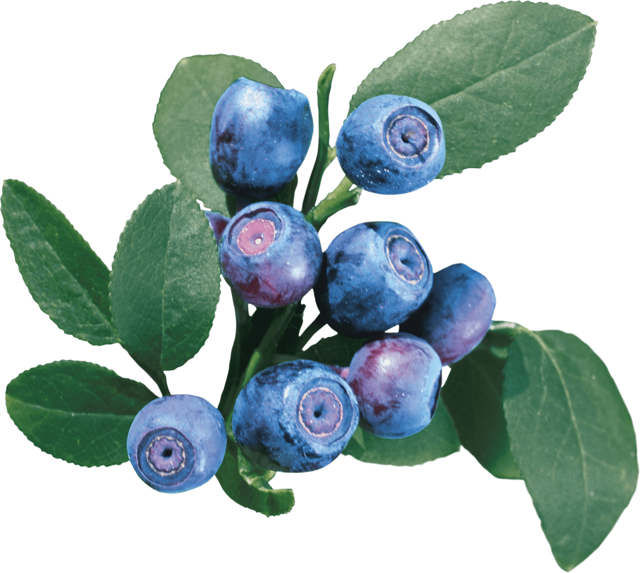 Blueberry blueberries image for clipart 2