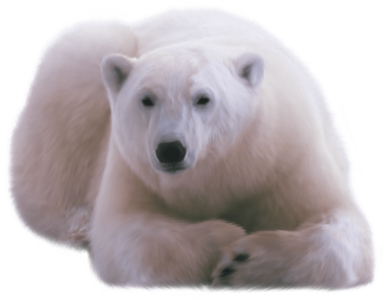 Polar bear white image size clipart 3