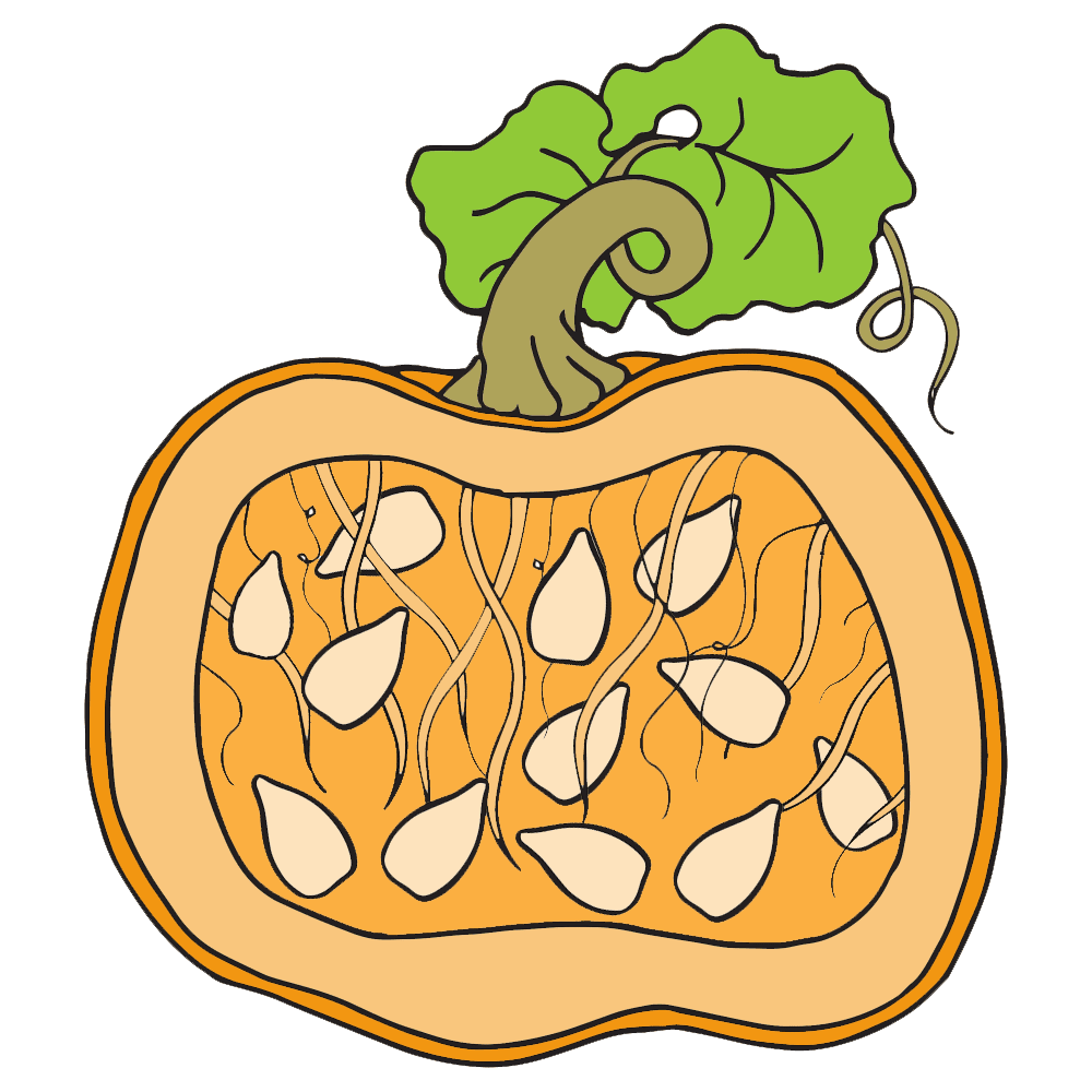 Vegetable parts of pumpkin worksheets clipart vector