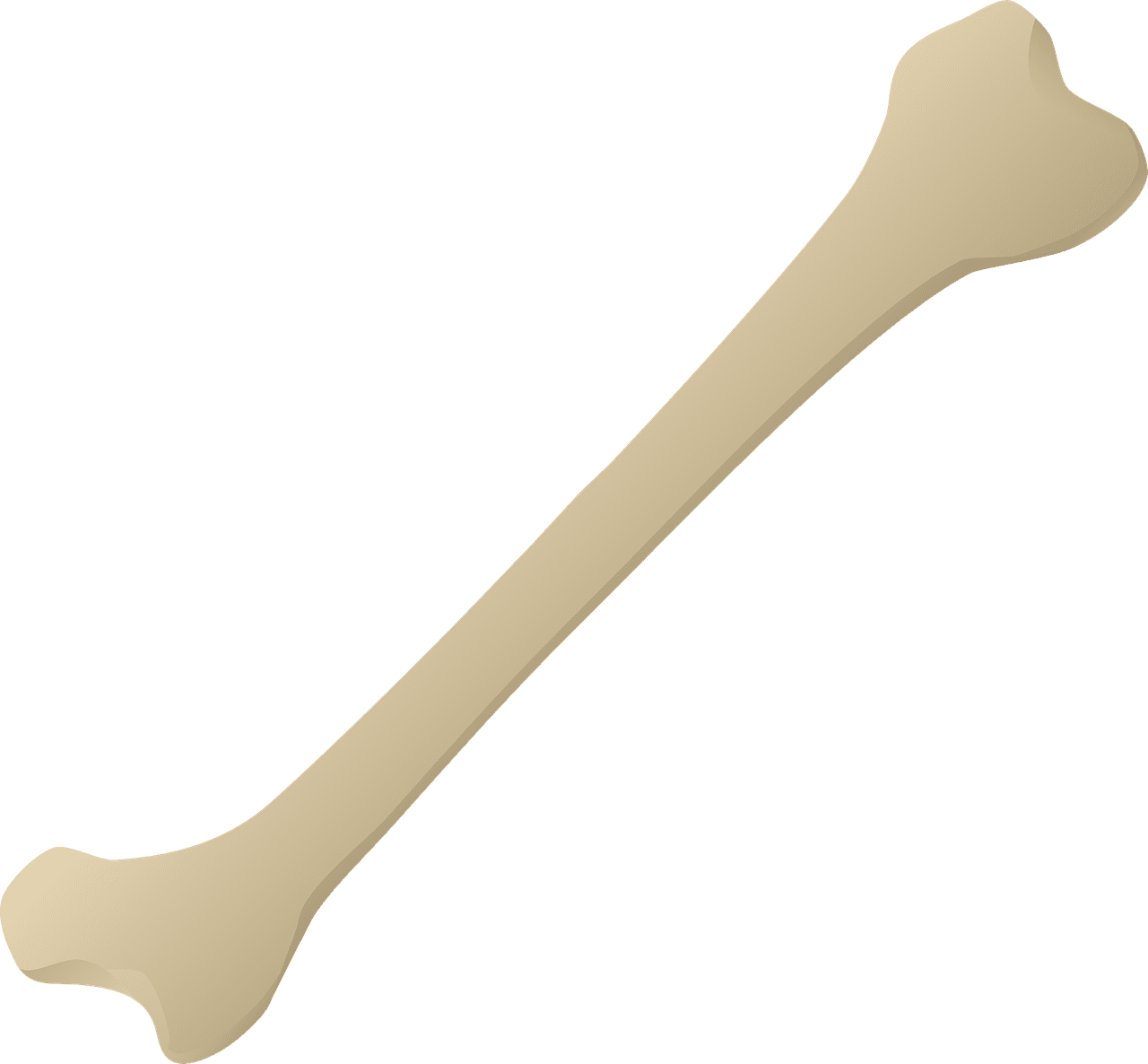 Photo of bone carving leg animal man from clipart