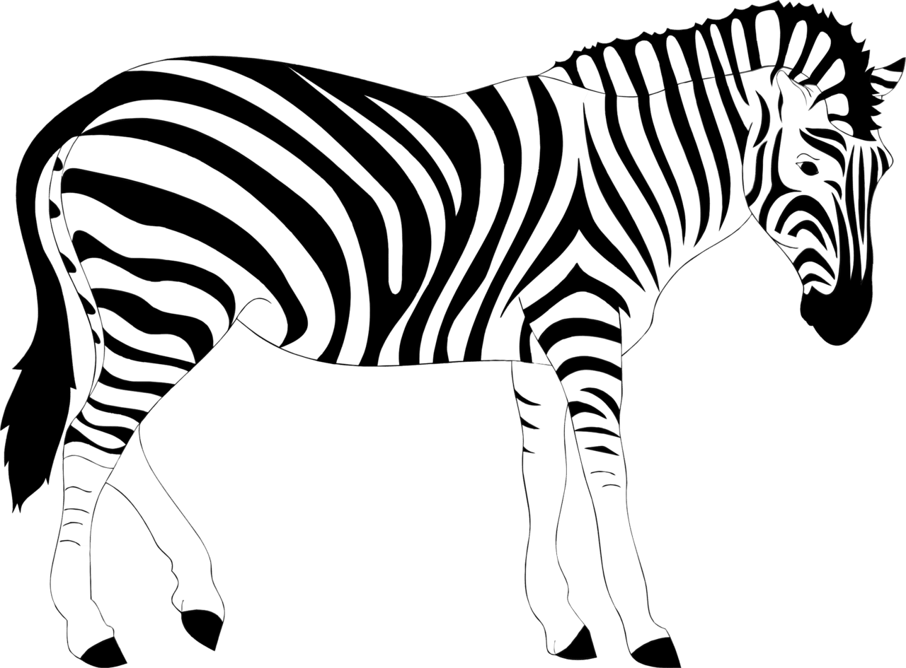 Realistic zebra clipart image