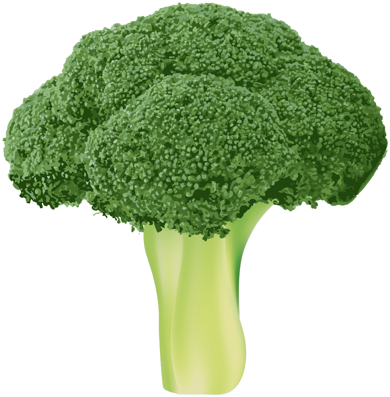 Vegetable broccoli clipart image