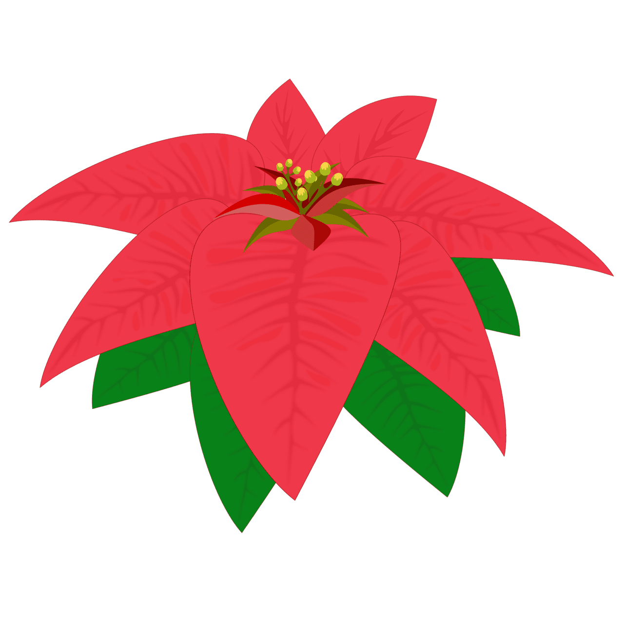 Poinsettia flower clipart image