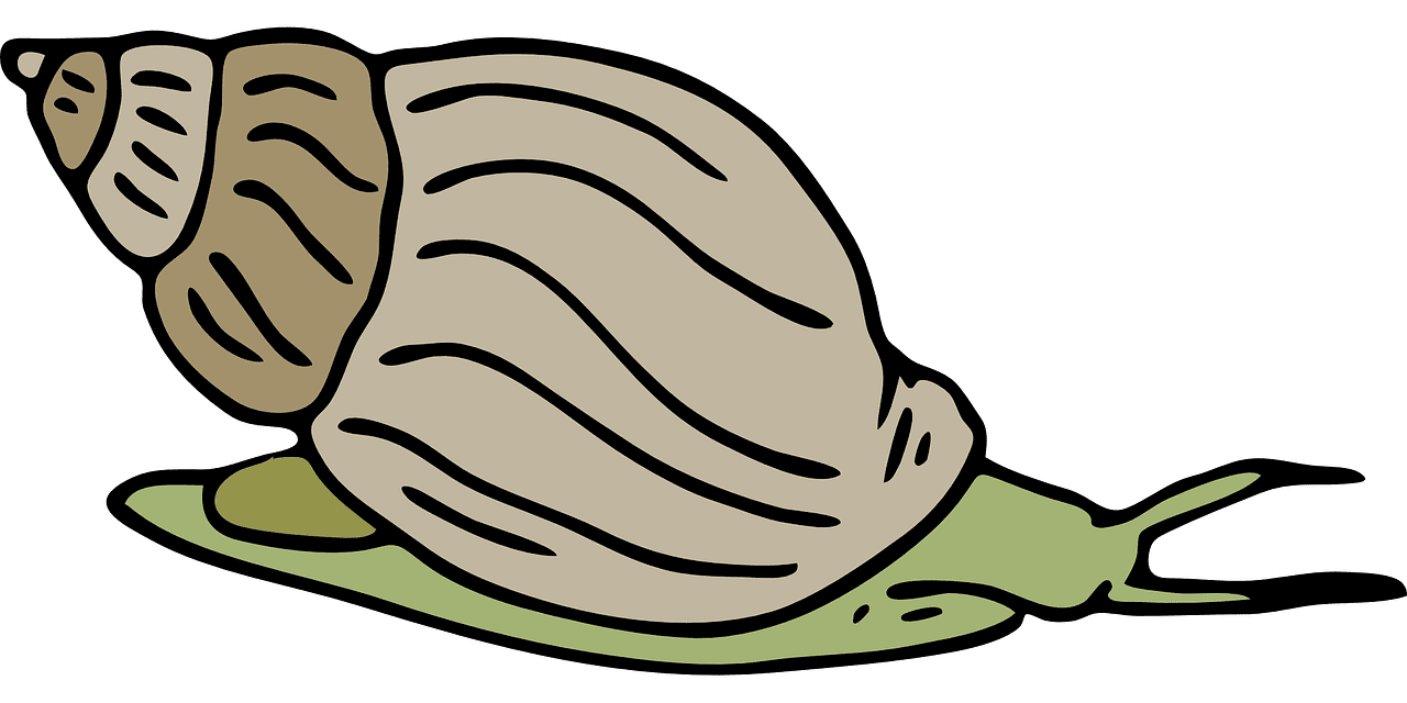 Snail shell green vector graphic clipart