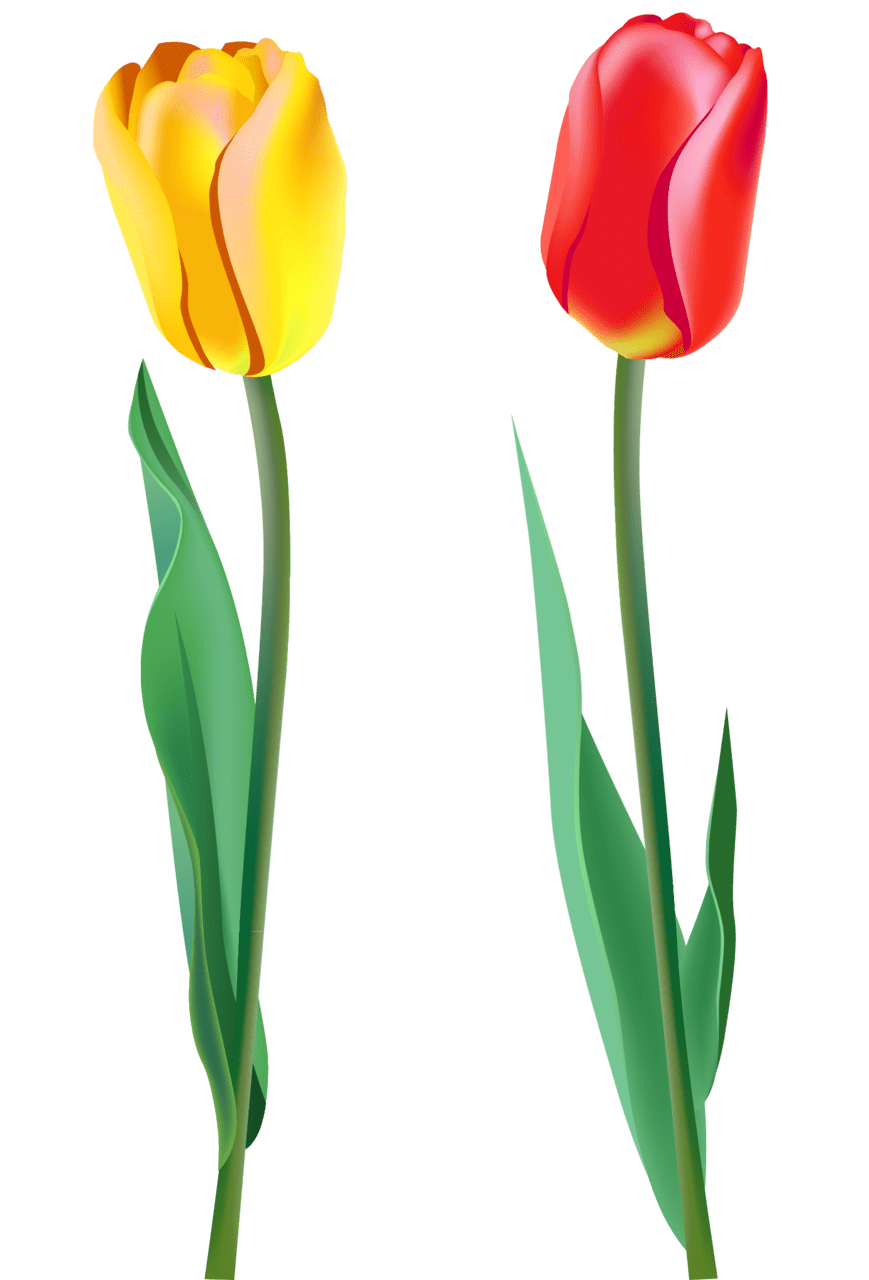 Tulip clipart image