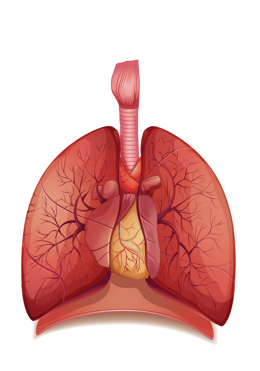 Lungs lung vector art medical graphics anatomy clipart